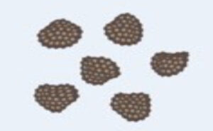 Il DNA della cellula tumorale viene corrotto dal chemioterapico e si induce l’apoptosi.